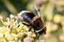 Eristalis intricaria