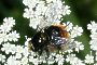 Volucella bombylans