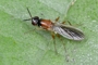 Imantimyia fulviventris