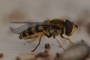 Syrphus vitripennis