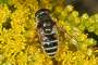 Eristalis arbustorum