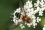 Leucozona glaucia