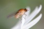 Meiosimyza illota
