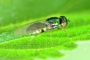 Microchrysa flavicornis