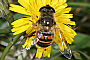 Eristalis tenax