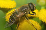 Eristalis interrupta