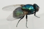 Neomyia viridescens