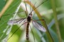 Nigrotipula nigra