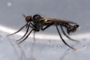 Rhamphomyia atra