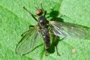 Rhamphomyia erythrophthalma