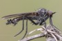Rhamphomyia spinipes
