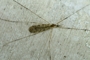 Rhipidia maculata