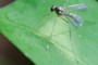 Sciapus platypterus