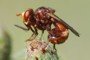 Sicus ferrugineus