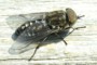 Tabanus autumnalis