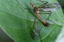 Tipula fascipennis