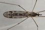 Tipula confusa