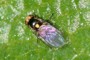 Liriomyza bryonae