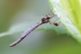 Leptogaster guttiventris