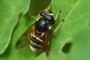 Sericomyia lappona