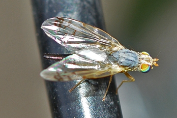 Acanthiophilus helianthi