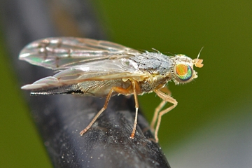 Acanthiophilus helianthi