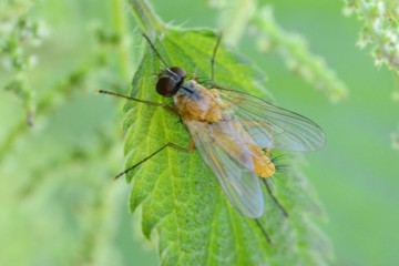 Achanthiptera rohrelliformis