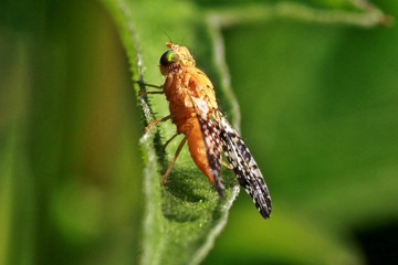 Acinia corniculata