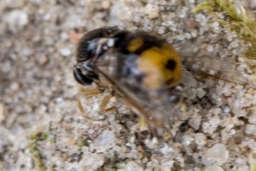 Acrocera orbiculus