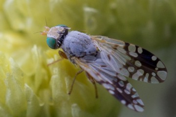 Actinoptera discoidea