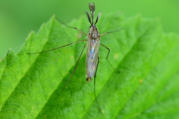 Aedes rusticus