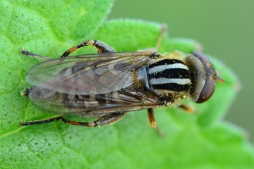 Frühe Sumpfschwebfliege