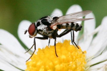 Anthomyia procellaris