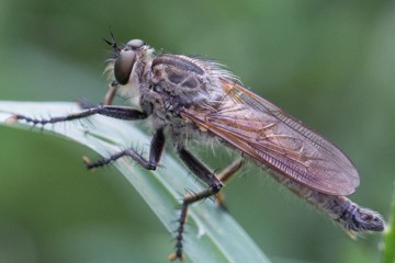 Barbarossa-Fliege