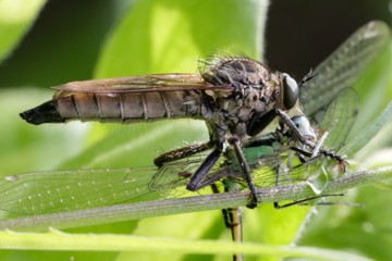 Barbarossa-Fliege