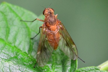 Baum-Schnepfenfliege