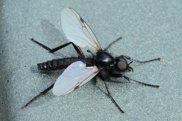 Bibio leucopterus