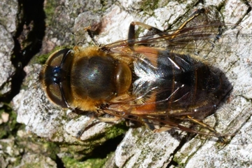 Schwarze Bienenschwebfliege