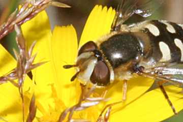 Blasenköpfige Schwebfliege