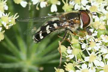 Blasenköpfige Schwebfliege