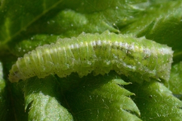 Blasenköpfige Schwebfliege