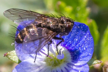 Brachychaeta strigata