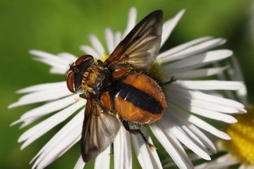 Breitflüglige Raupenfliege