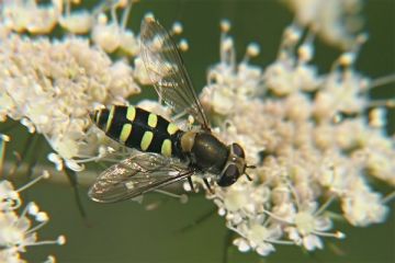 Breitkopf-Frühlingsschwebfliege