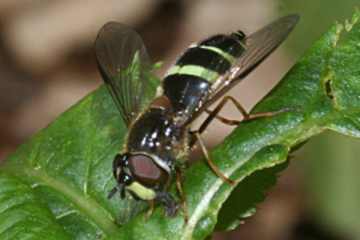 Breitband-Waldschwebfliege