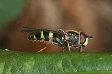 Breitband-Waldschwebfliege