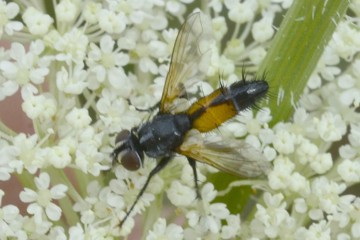 Brullaea ocypteroidea