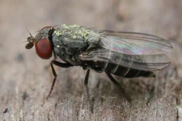 Mauerbienen-Taufliege