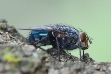 Calliphora vicina