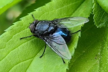 Calliphora vicina